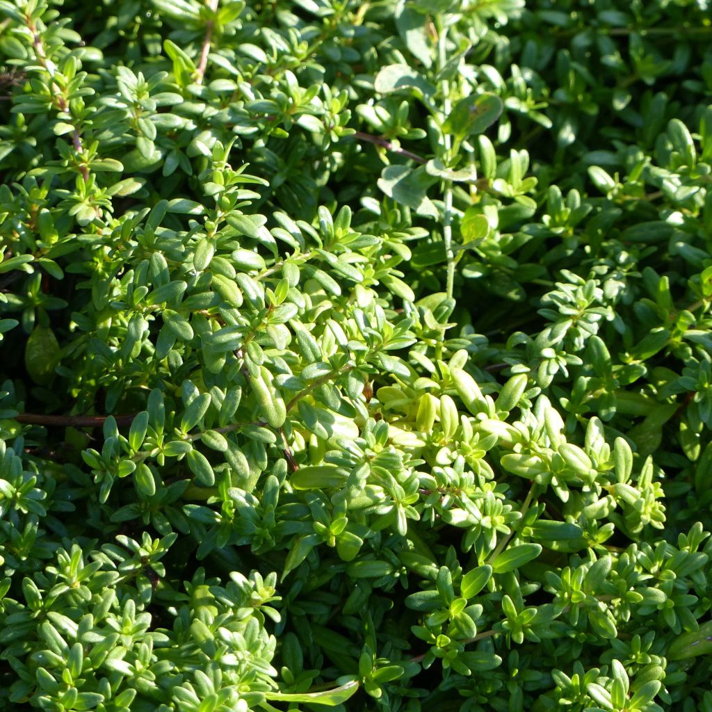 Thymus longicaulis - Thym à tiges longues.