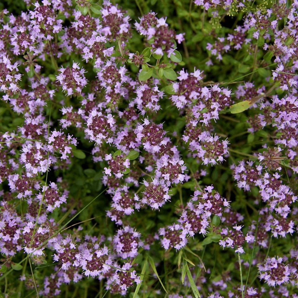 Thymus pulegioides Splendens