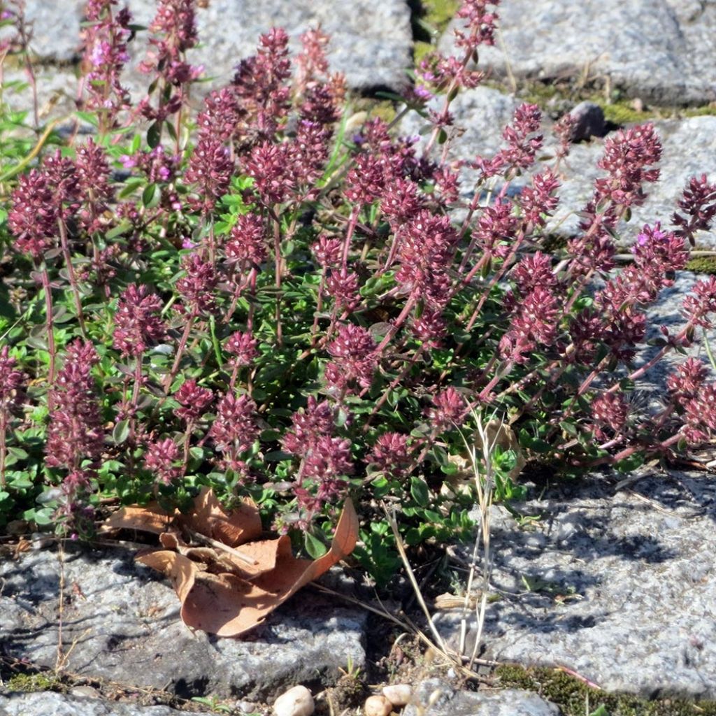 Thymus pulegioides Splendens - Thym faux pouillot - Thym à larges feuilles 