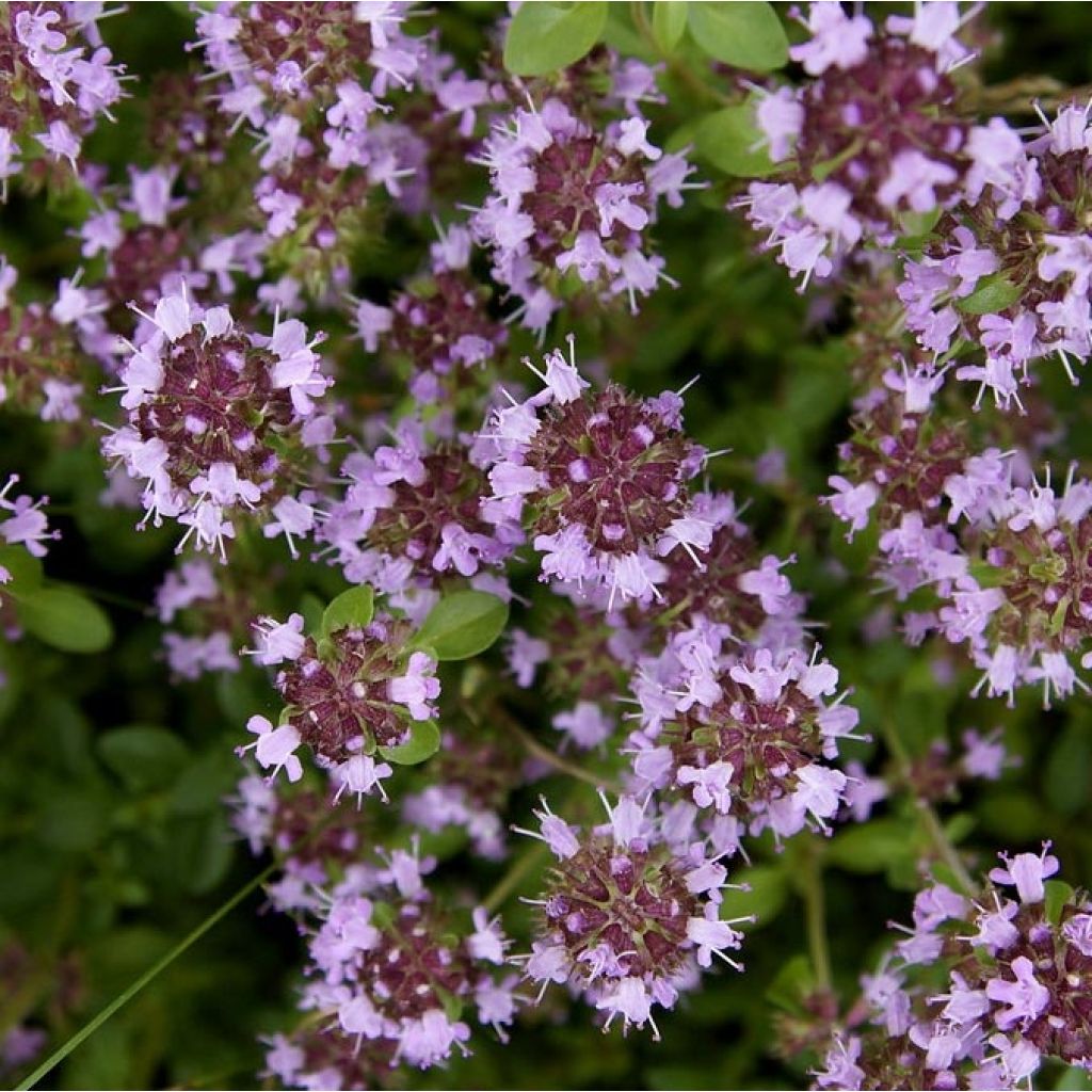 Thymus pulegioides Splendens