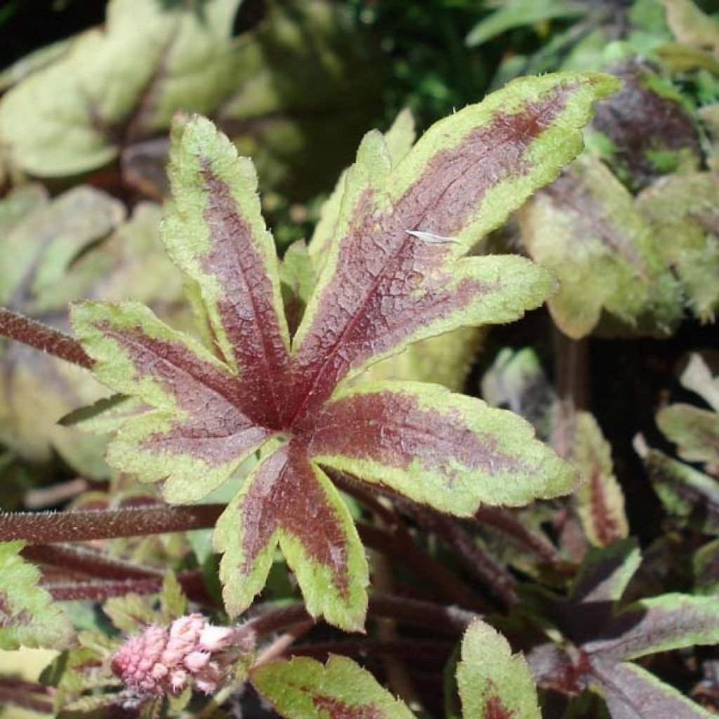 Tiarella Ninja