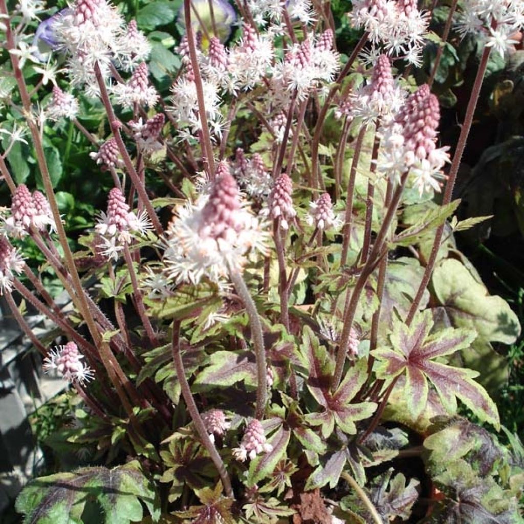 Tiarella Ninja