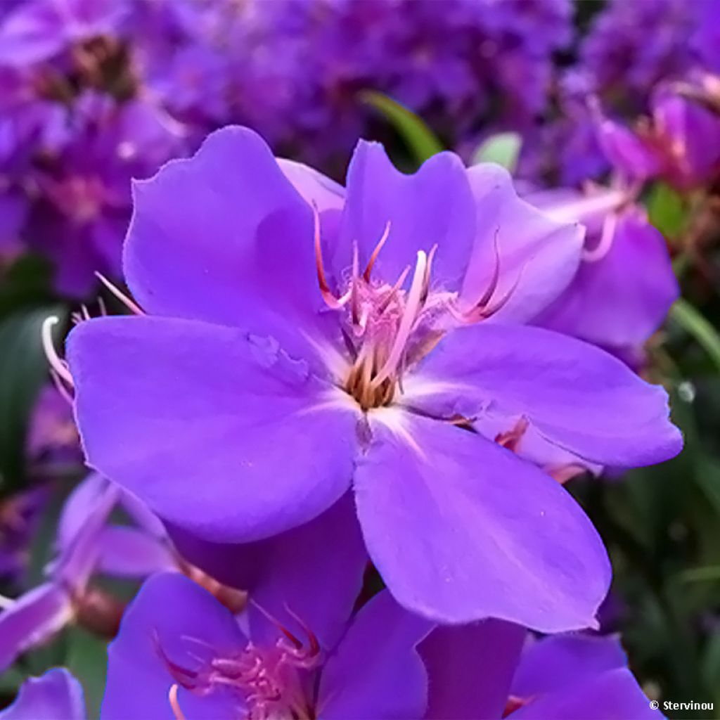 Tibouchina urvilleana Edwardsii