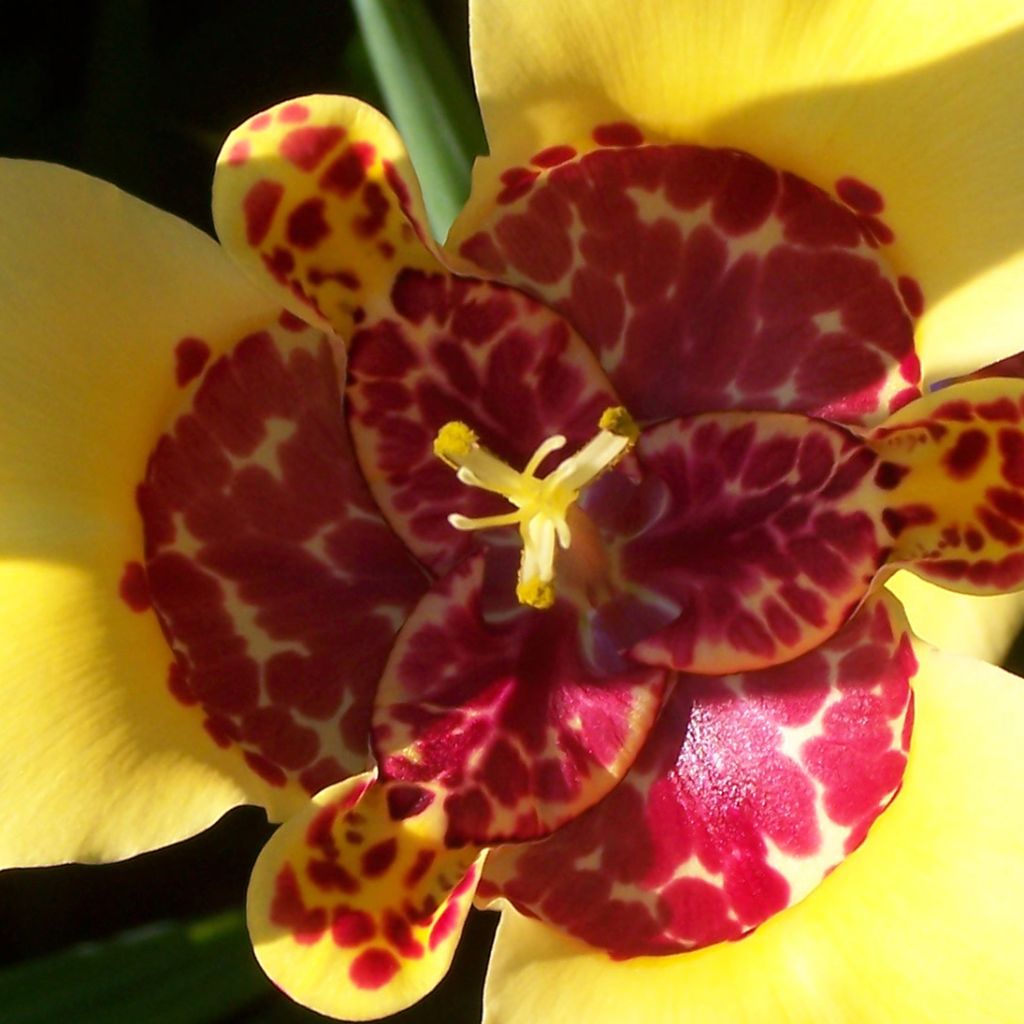 Tigridia pavonia Aurea - Oeil de Paon