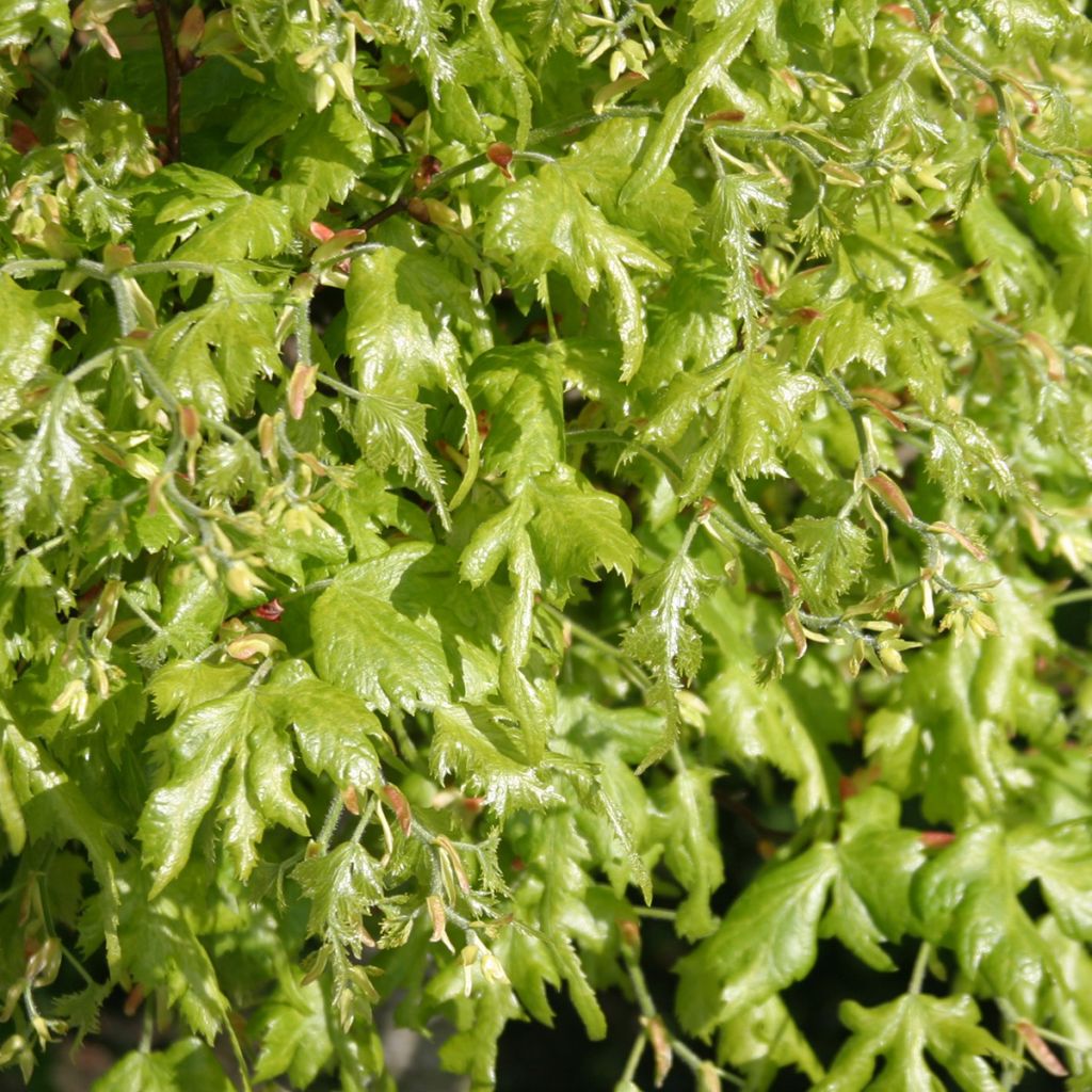 Tilia platyphyllos Laciniata - Lime