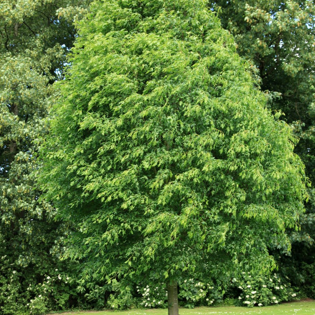 Tilia platyphyllos Laciniata - Lime