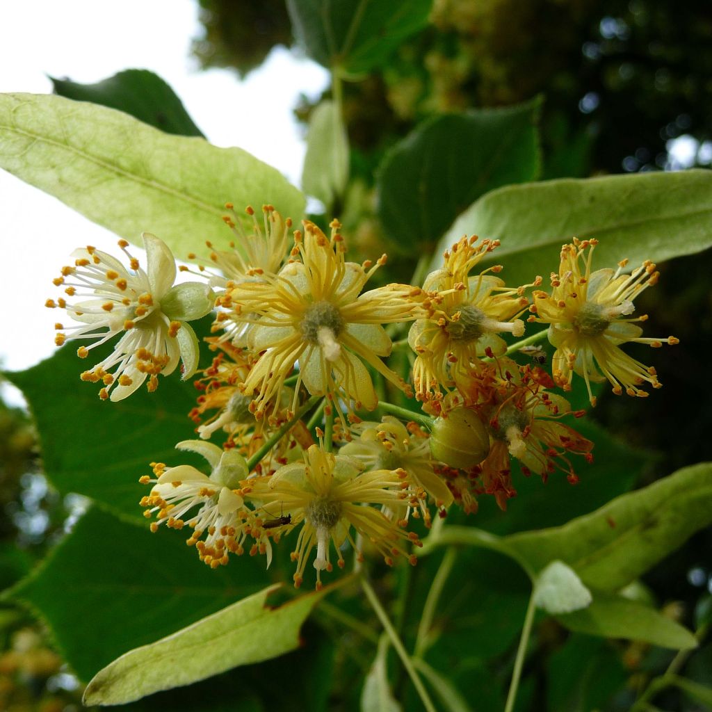 Tilia platyphyllos Rubra - Tilleul à grandes feuilles