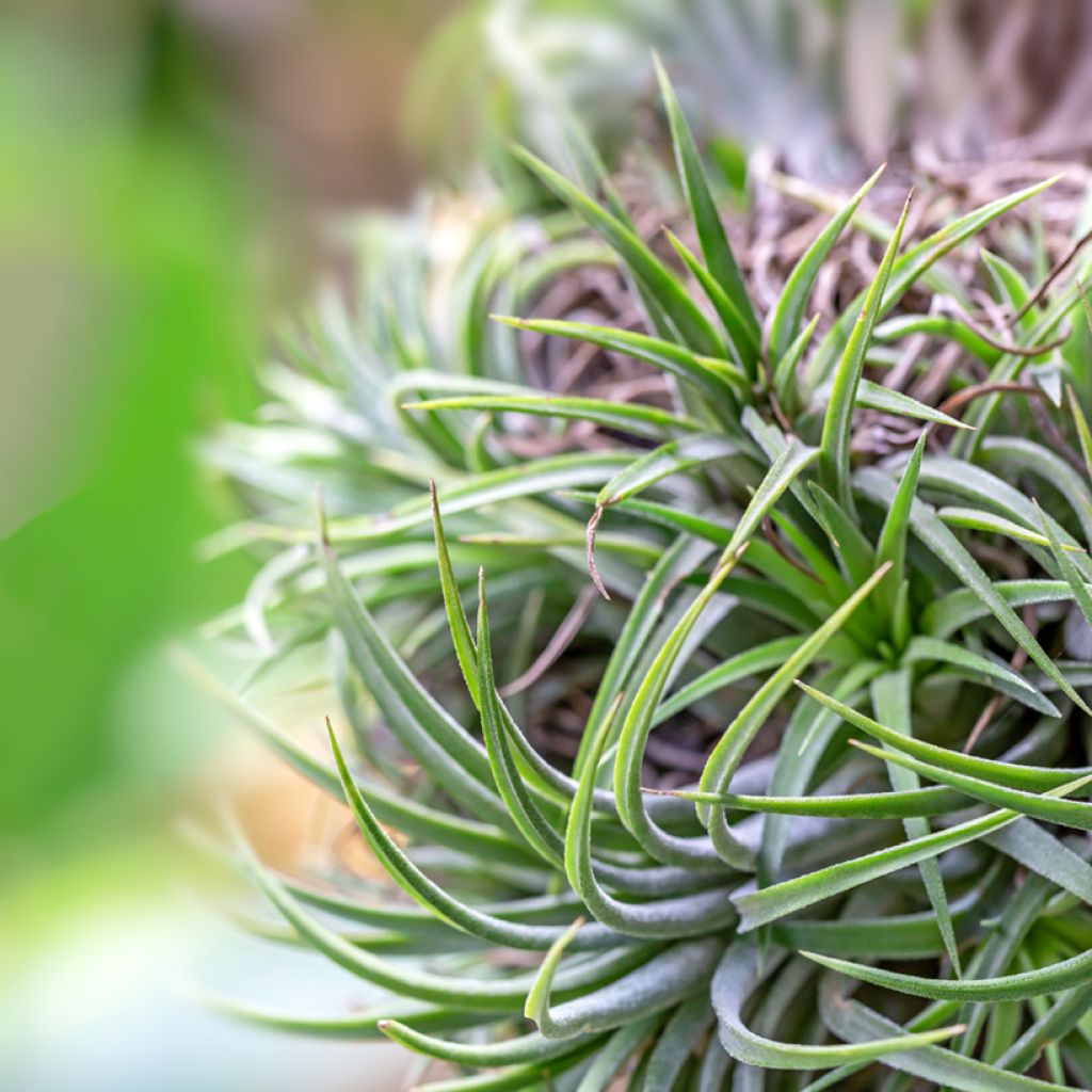 Tillandsia Mizuki - Air plant