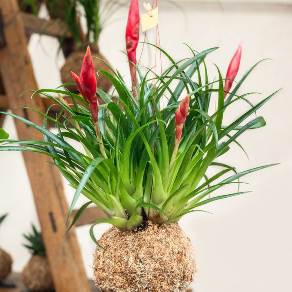 Tillandsia Mizuki - Air plant