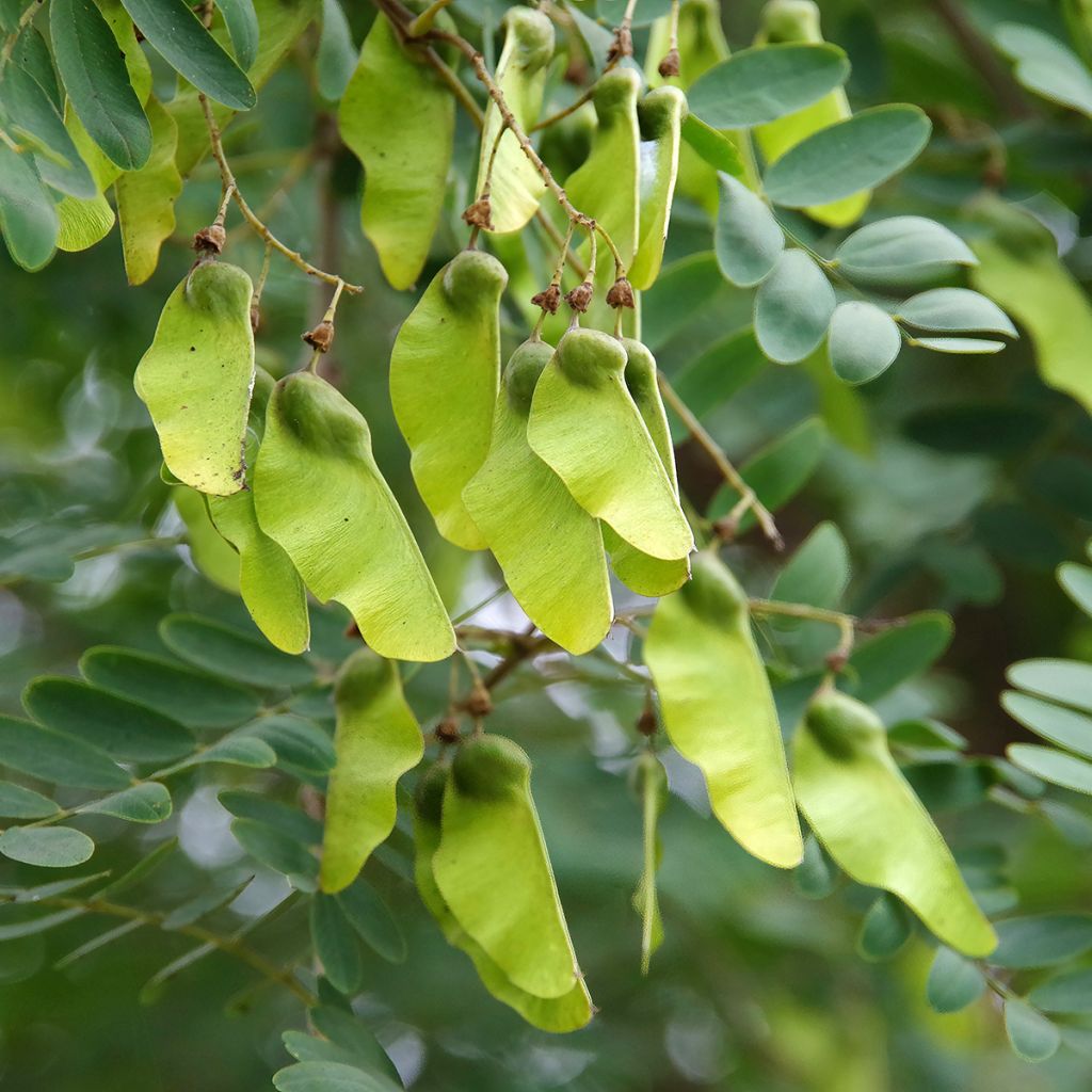 Tipuana tipu - Palo rosa, tipa