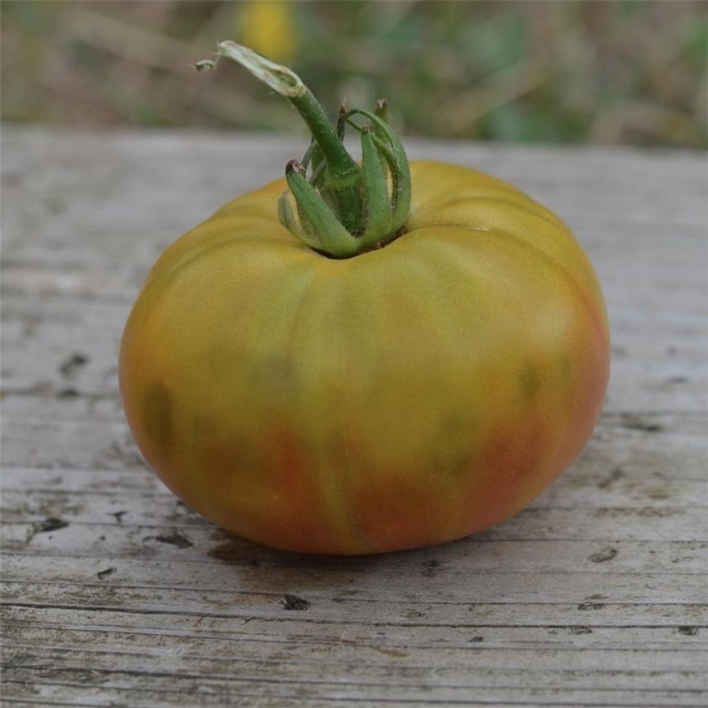 Tomato Absinthe  - Ferme de Sainte Marthe seeds
