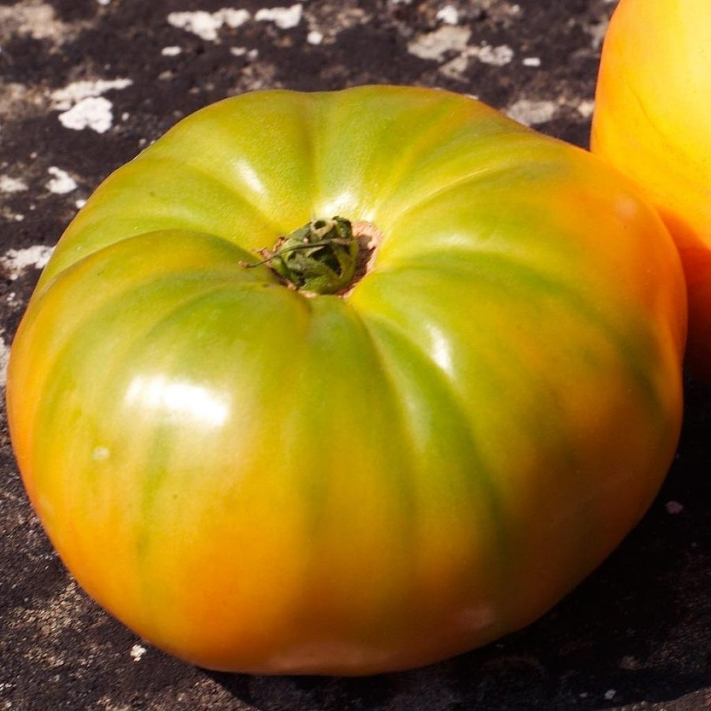 Tomate Ananas en plants GREFFES