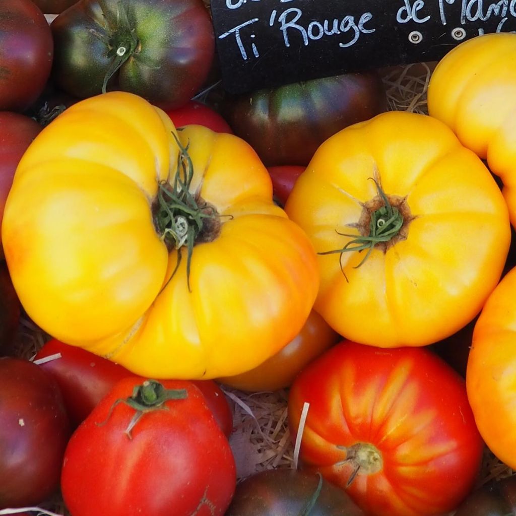 Tomate Ananas en plants GREFFES