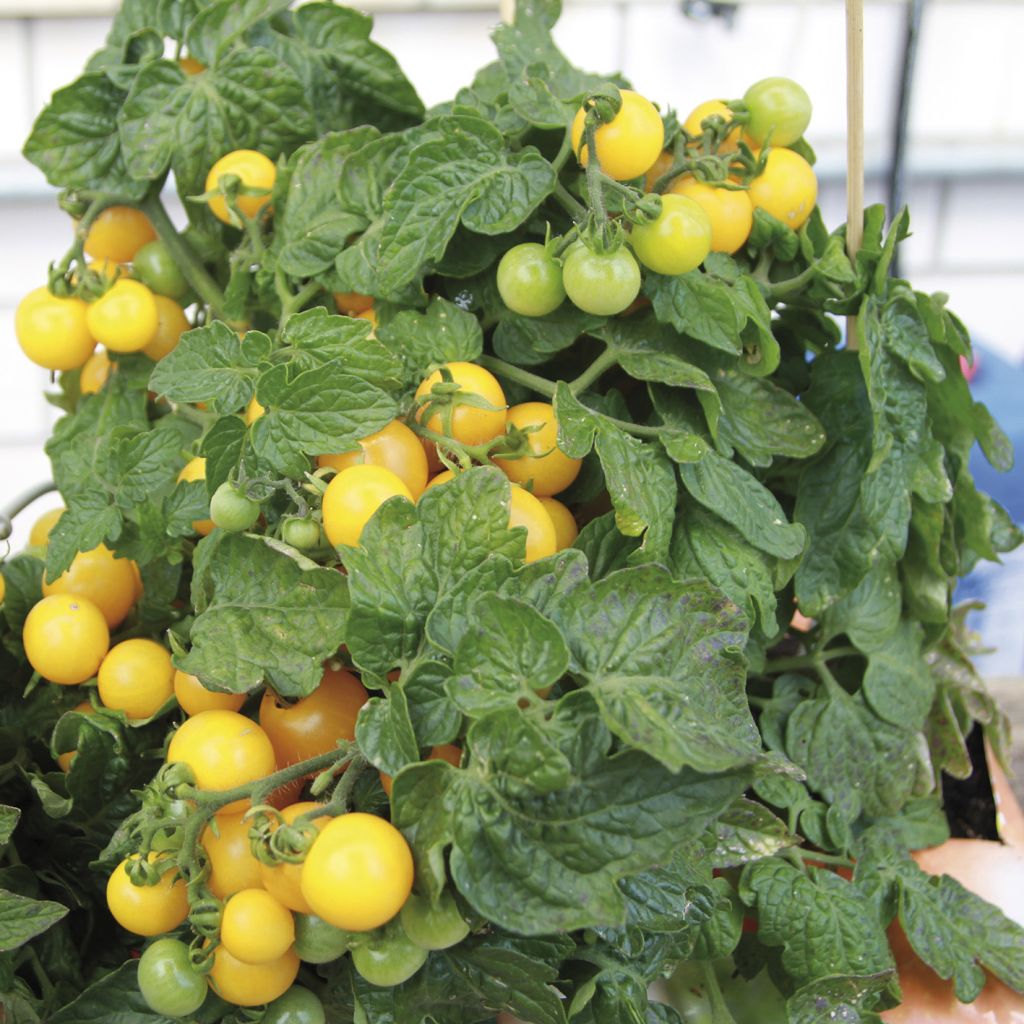 Tomato Balconi Yellow F1