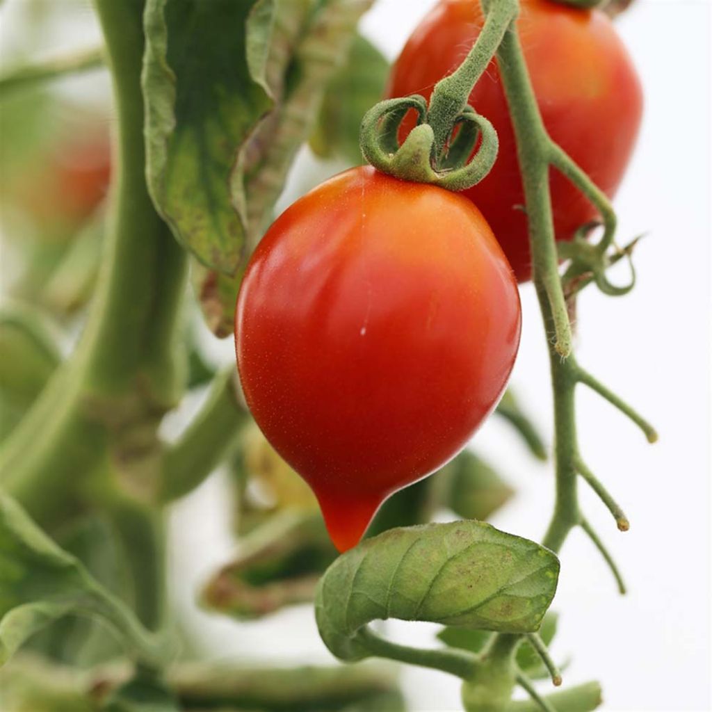 Tomato Borgo Celano - Ferme de Sainte Marthe seeds