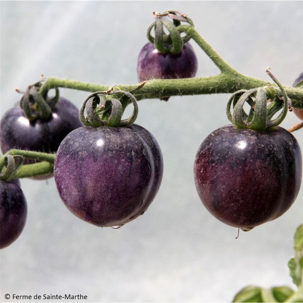 Tomate Bosque Blue Bio - Ferme de Sainte Marthe