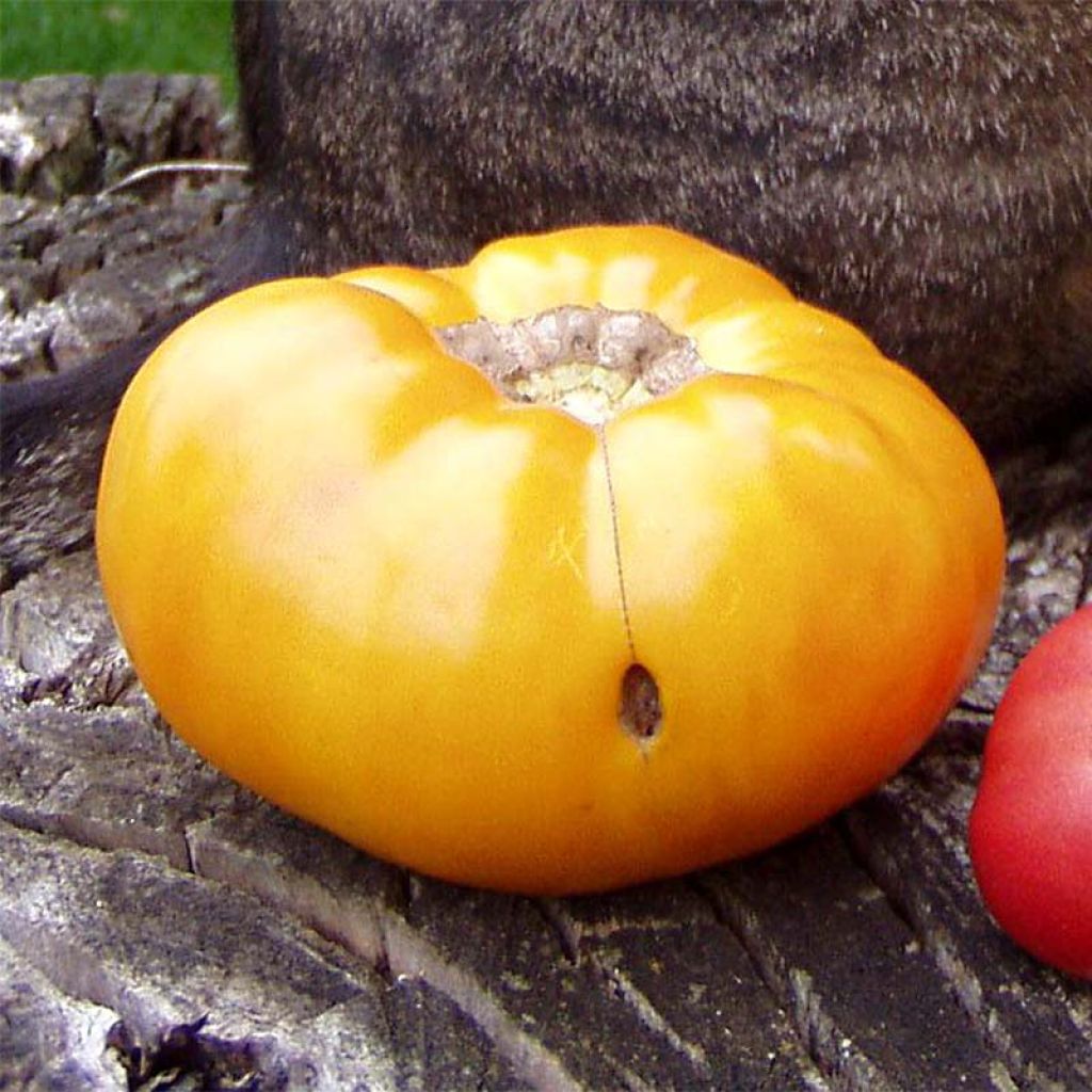 Tomate Brandywine Yellow Bio - Ferme de Sainte Marthe