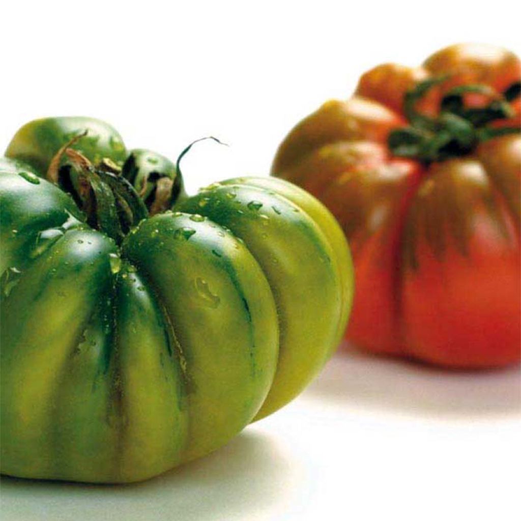 Tomato Costoluto Genovese - Ferme de Sainte Marthe seeds