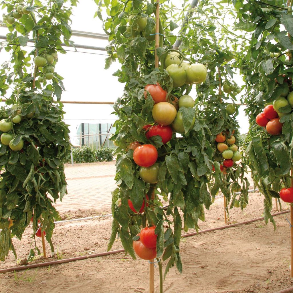 Tomato Fantasio F1