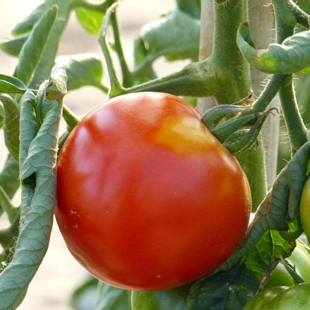 Ferline F1 Tomato