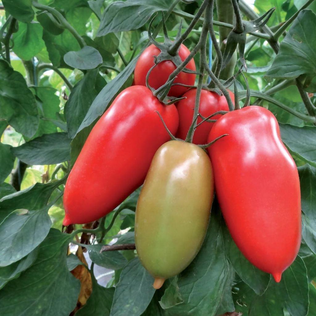 Tomato Gagliardo F1 Grafted Plants
