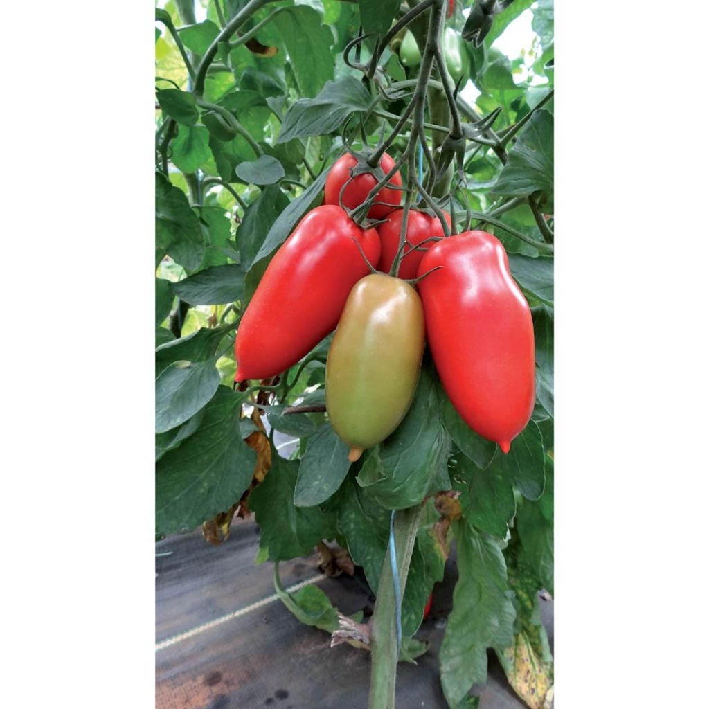 Tomato Gagliardo F1 Grafted Plants