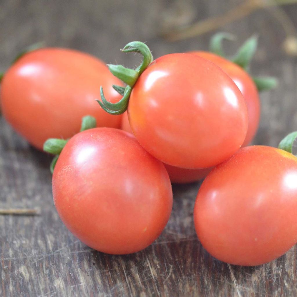 German Lunch Box Organic Tomato - Ferme de Sainte Marthe seeds