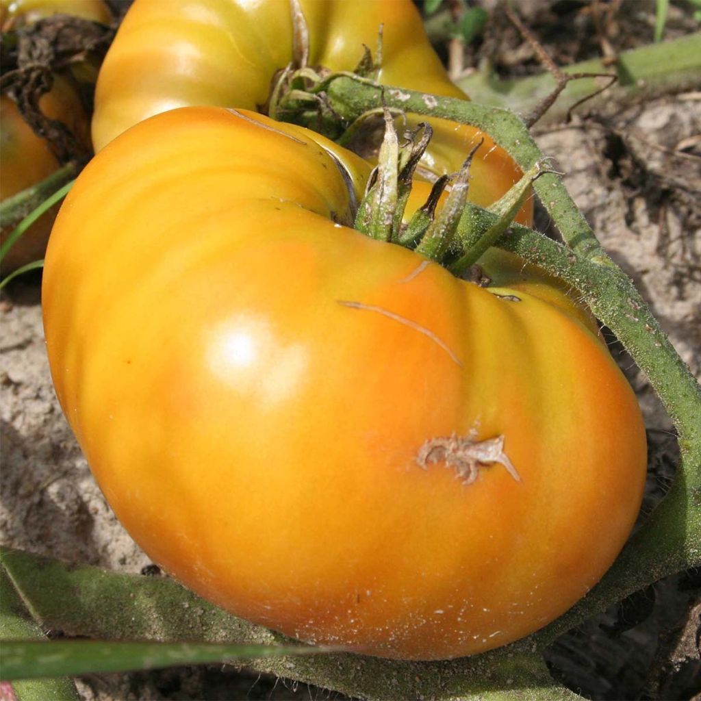 Tomato Giraffe - Ferme de Sainte Marthe seeds