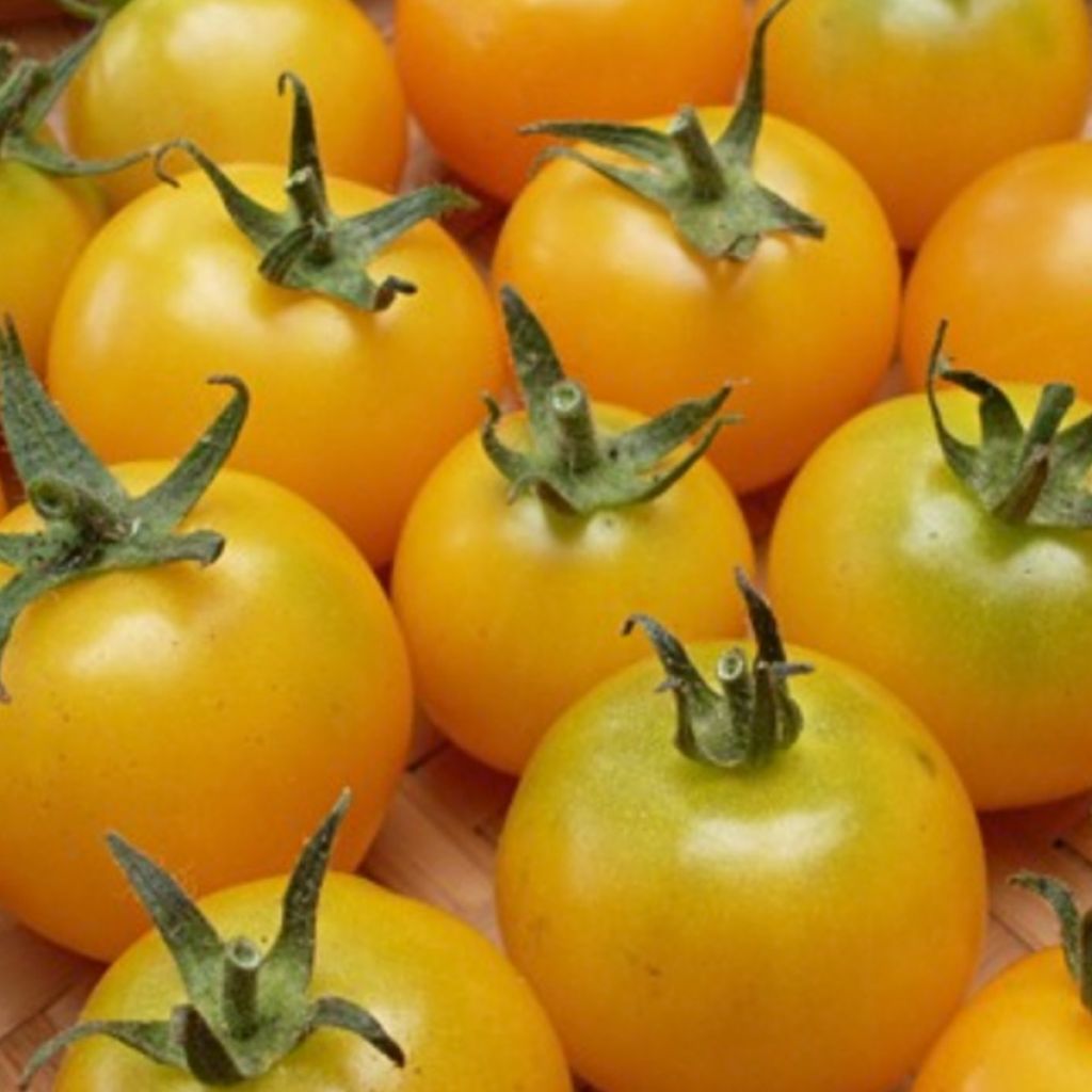 Tomate Golden Sunshine - Tomate Grappe