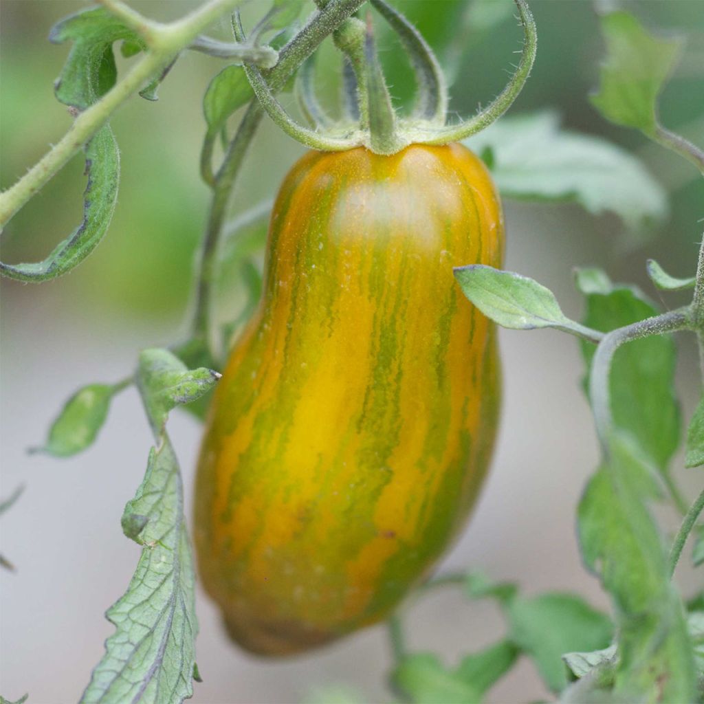 Tomate Green Sausage Bio - Ferme de Sainte Marthe