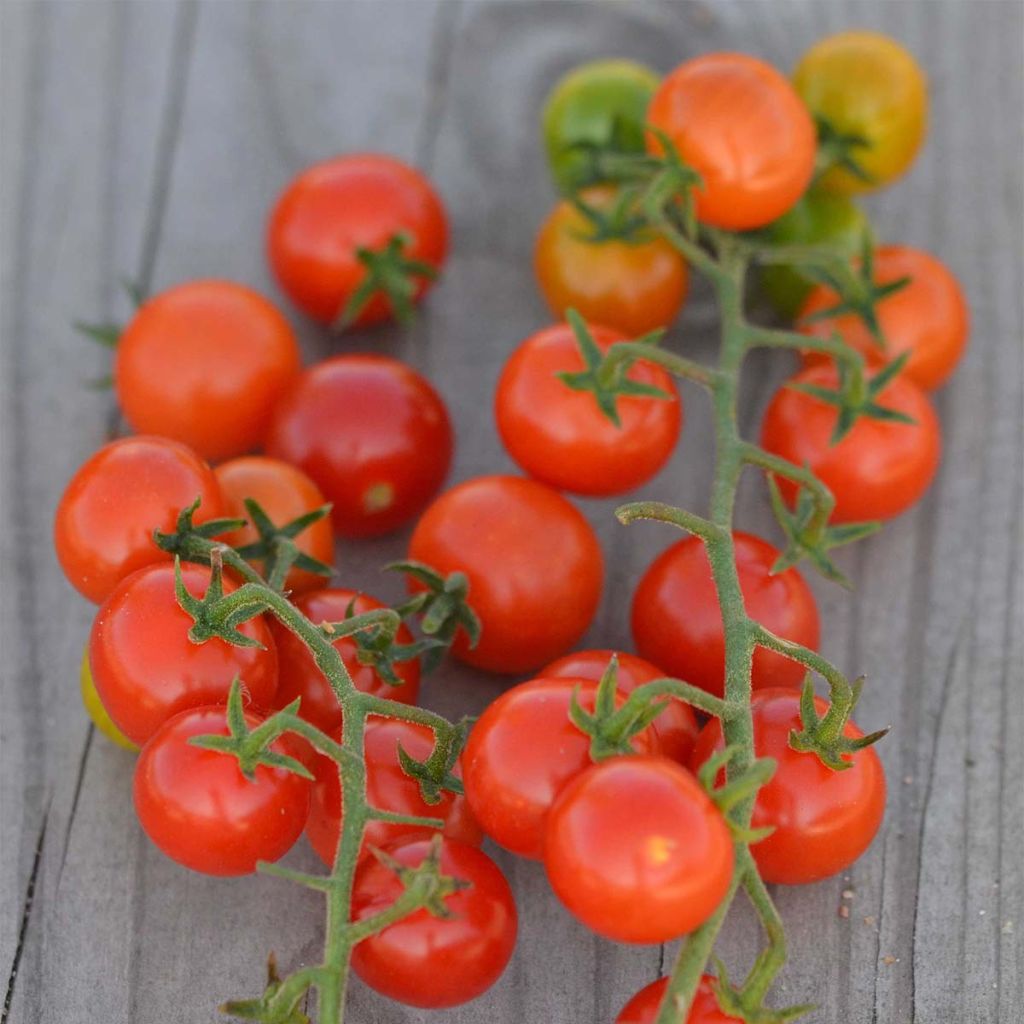 Red Currant Organic Tomato - Ferme de Sainte Marthe seeds