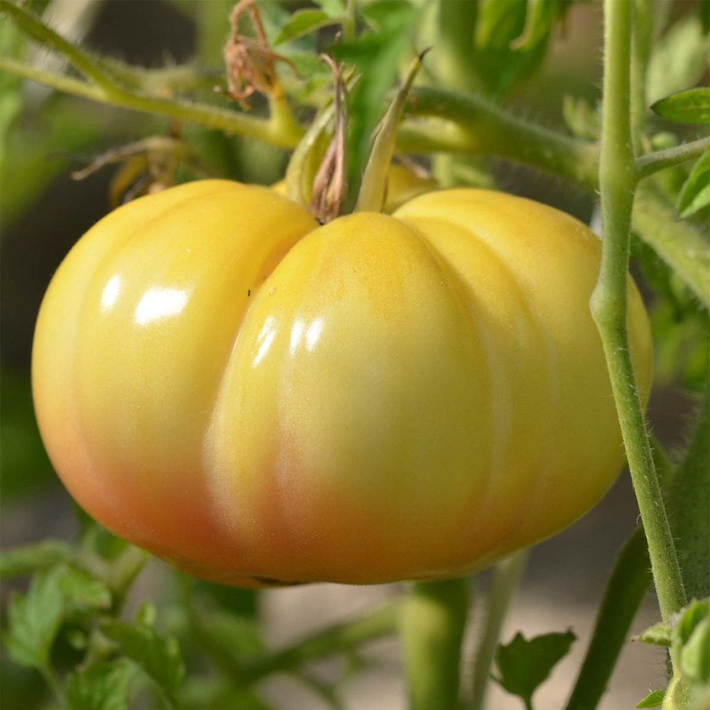 Jack White Organic Tomato - Ferme de Sainte Marthe seeds