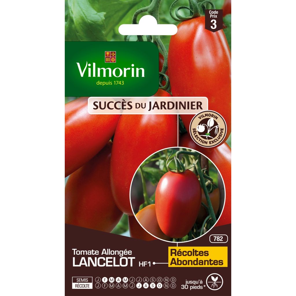 Tomate Lancelot F1 - Vilmorin