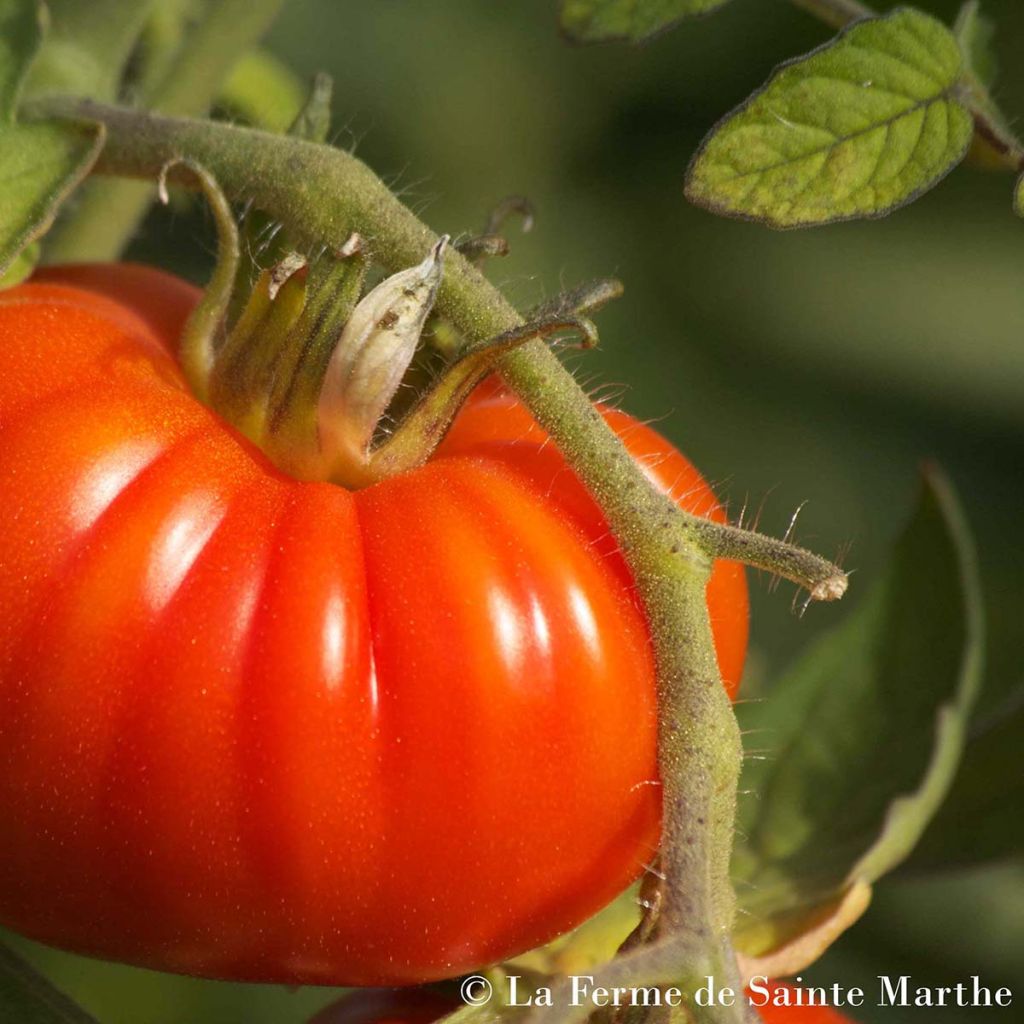 Marmande Organic Tomato - Ferme de Sainte Marthe seeds