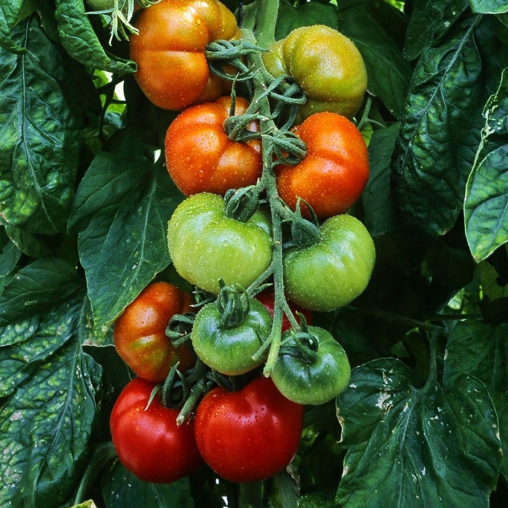 Tomate Montfavet en plants GREFFES