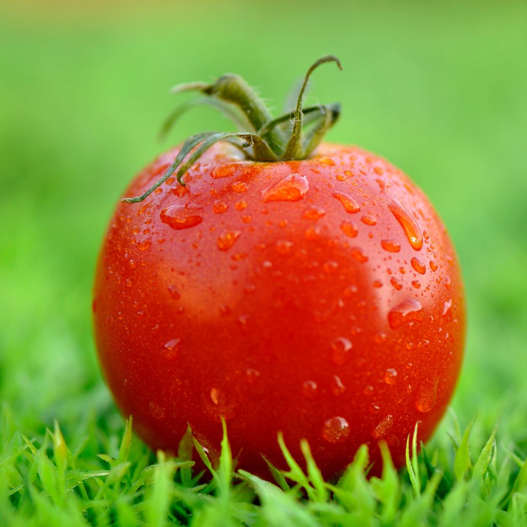 Montfavet 63-5 F1 Tomato
