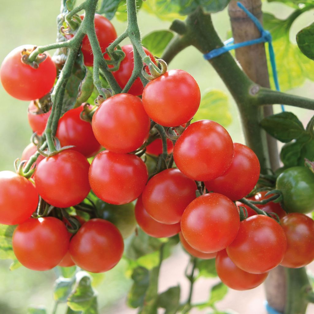 Tomato Pepe F1 Tomato