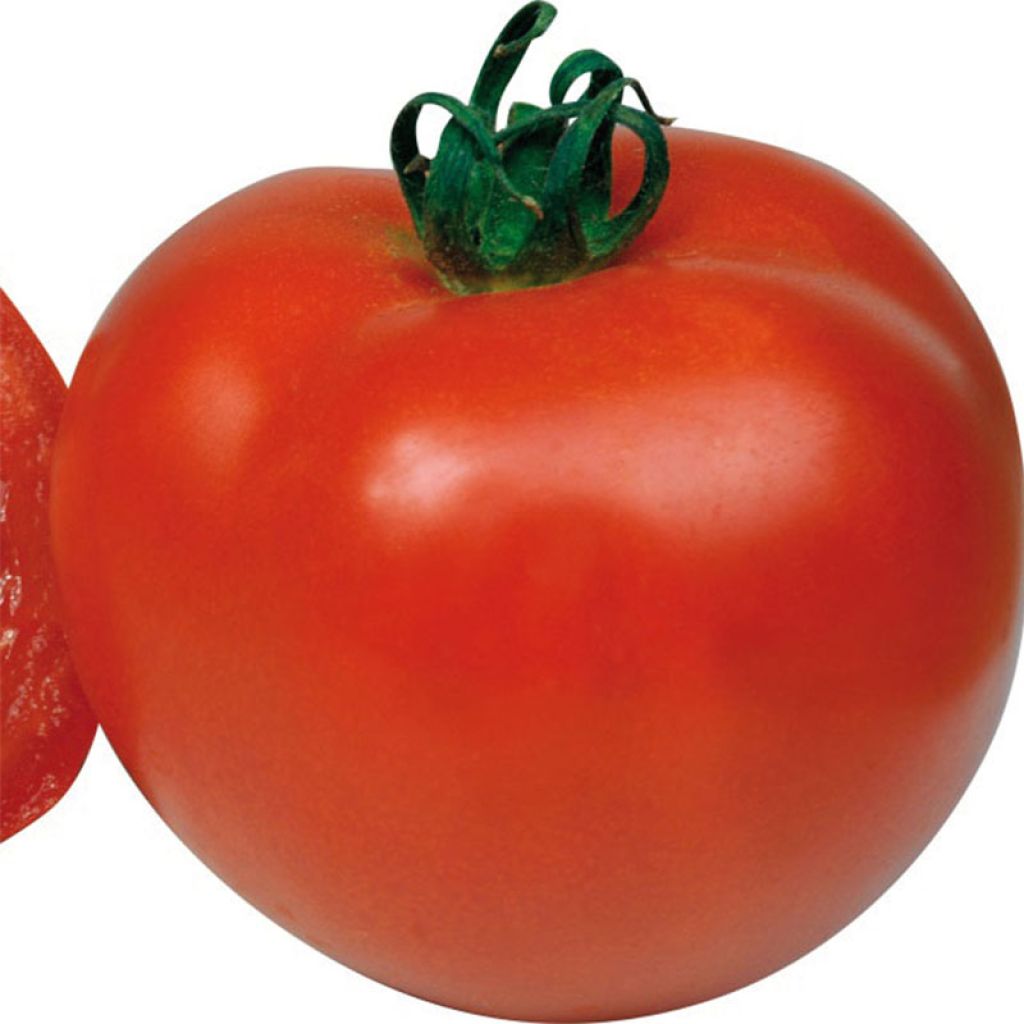 Tomato Previa F1