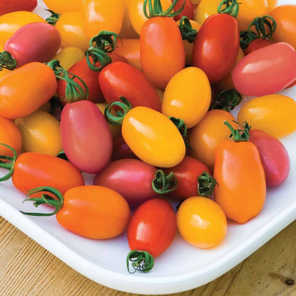 Rainbow Blend F1 Tomato - Cocktail Tomato