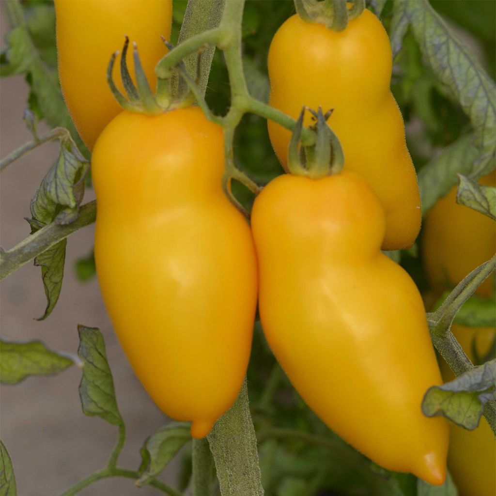 Tomate Roman Candle Bio - Ferme de Sainte Marthe