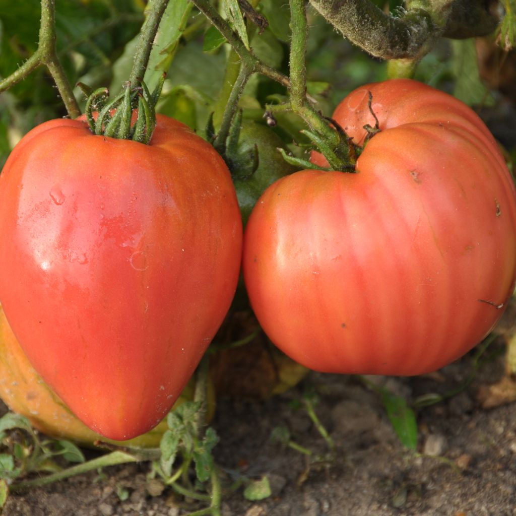 Berner Rose Organic Tomato - Ferme de Sainte Marthe seeds