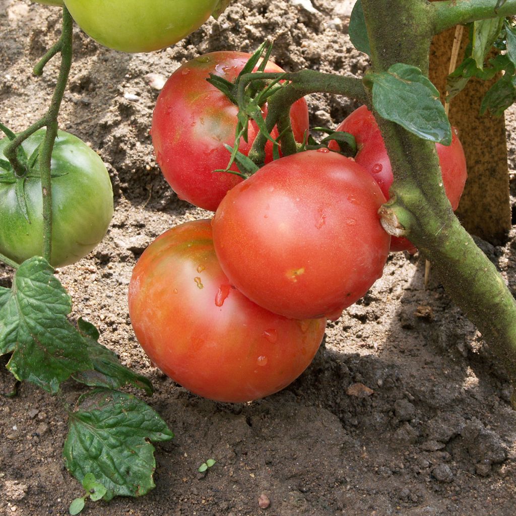 Berner Rose Organic Tomato - Ferme de Sainte Marthe seeds
