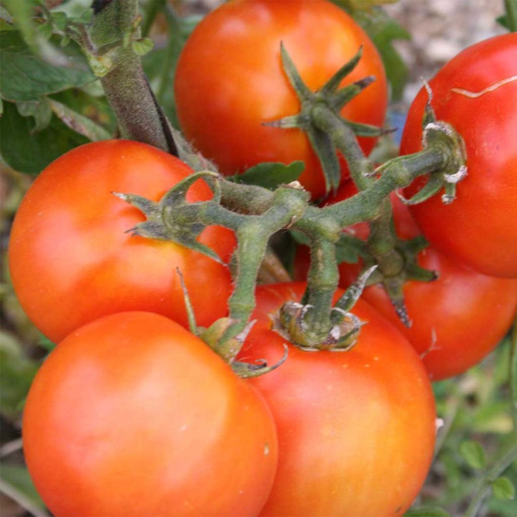 Royale des Guineaux Organic Tomato - Ferme de Sainte Marthe seeds