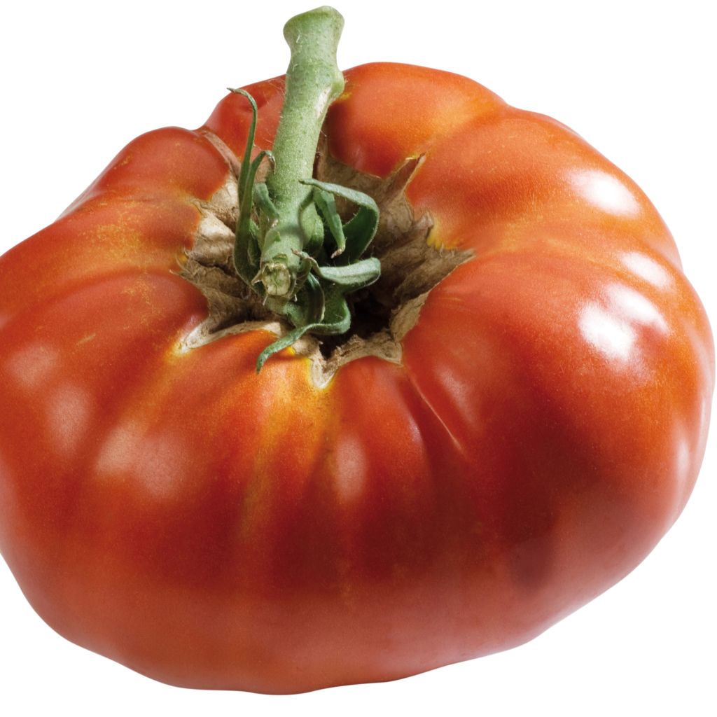 Tomato Russian Red