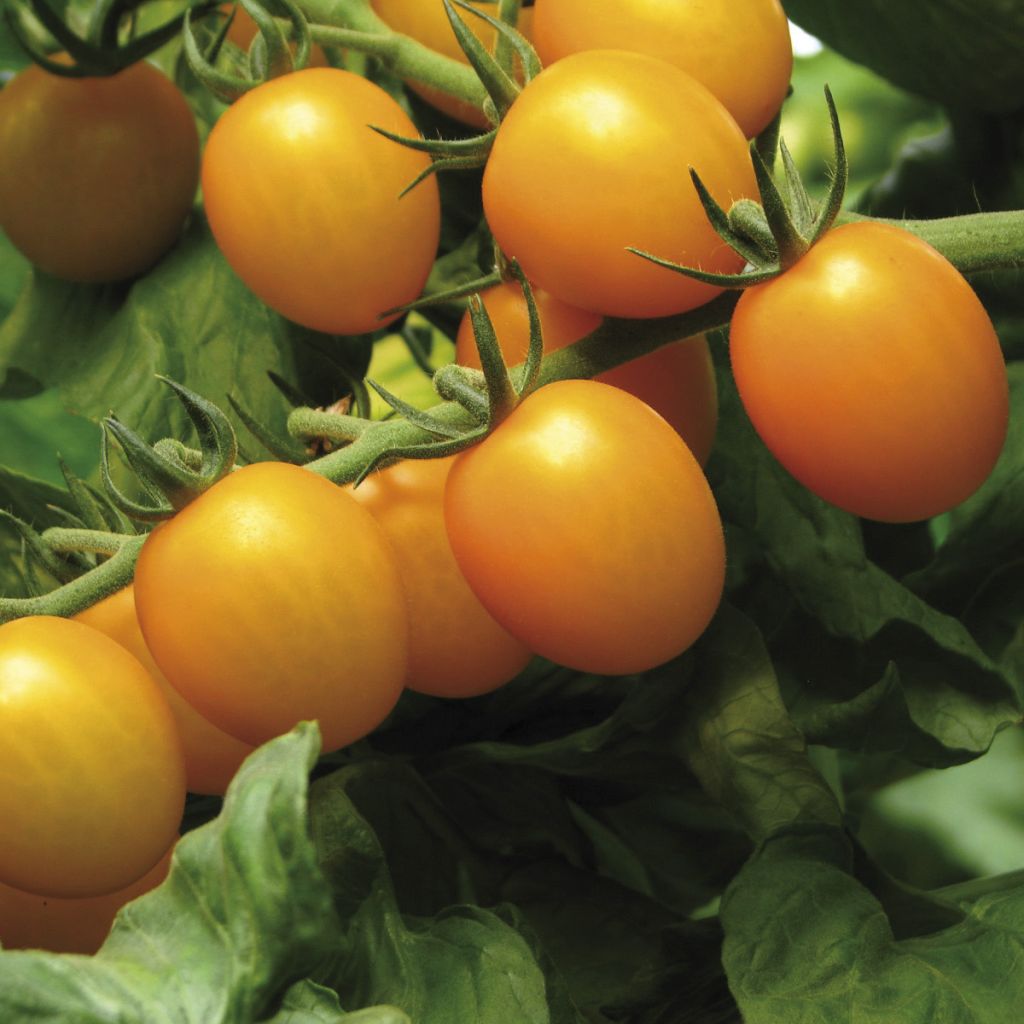 Star Gold F1 Tomato - Yellow Cherry Tomato