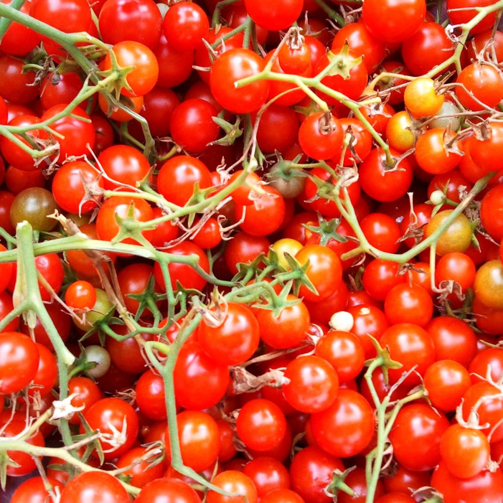 Sweet Million F1 Tomato - Cherry Tomato