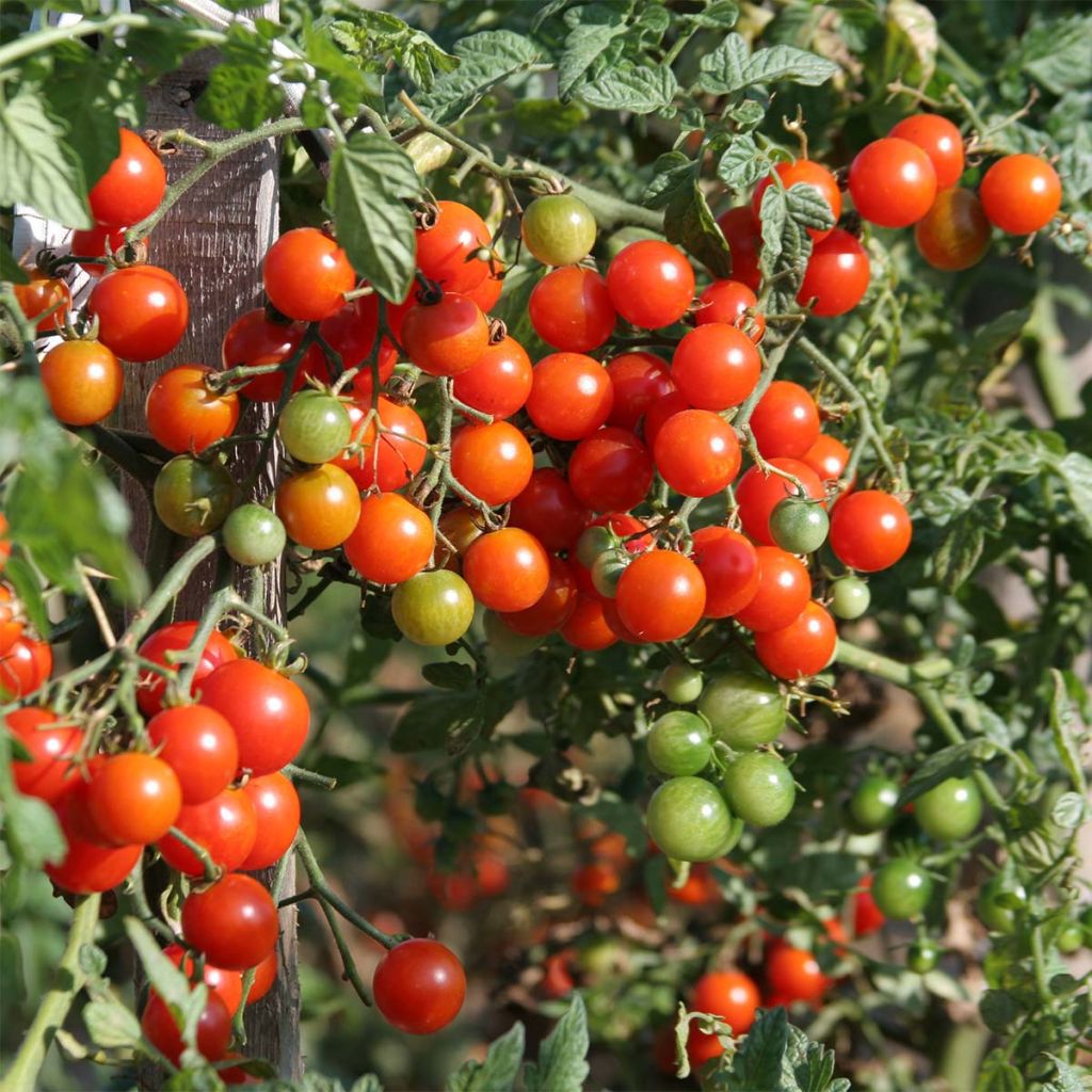 Tomato Sweetbaby - Ferme de Sainte Marthe seeds