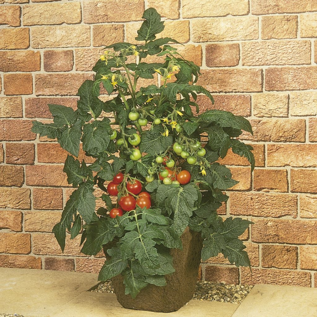 Tomato Totem F1