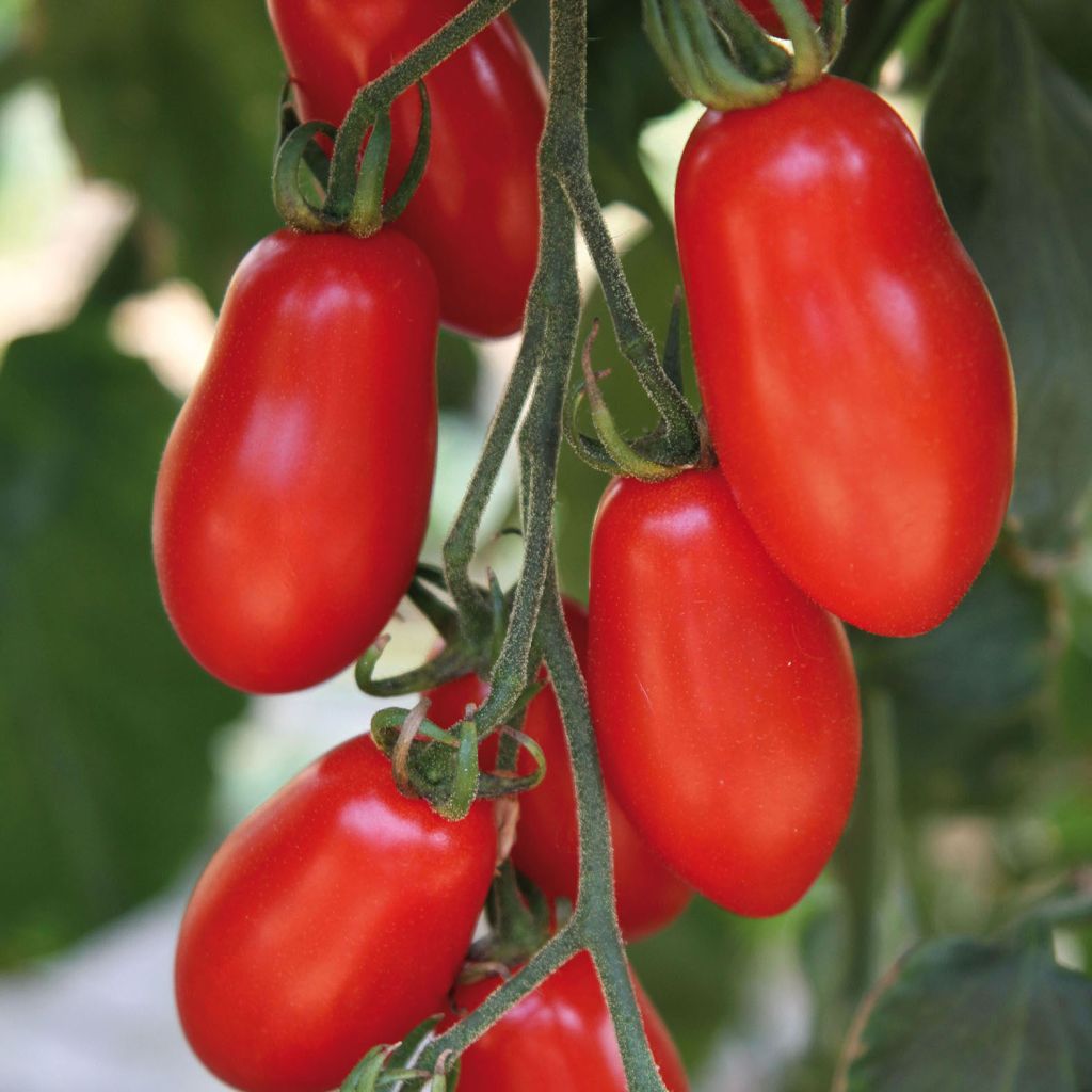 Tomate Trilly F1 - Solanum lycopersicum 