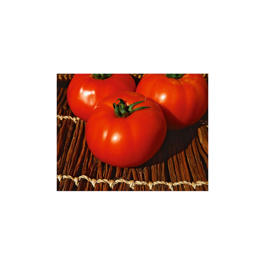 Tomato Virgilio F1
